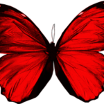 Red_Butterfly